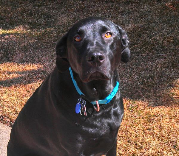 /Images/uploads/Humane Society of Utah/HSUCalendar/entries/1575thumb.jpg